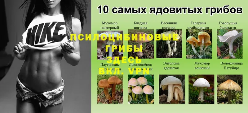 Галлюциногенные грибы Cubensis  Дмитриев 